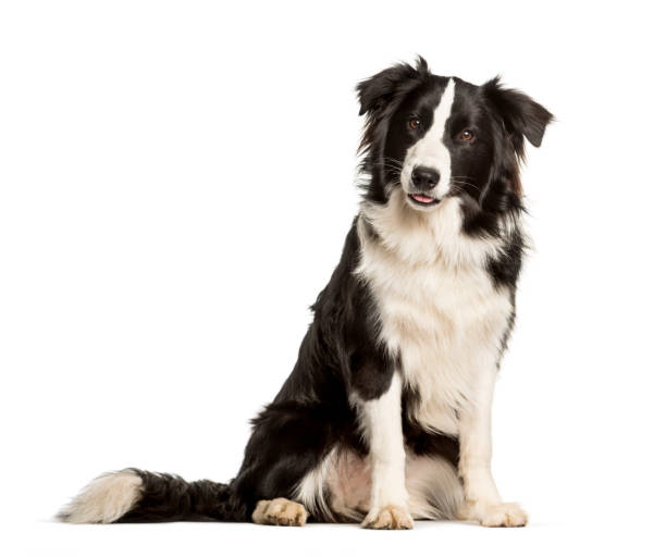 istock border collie dog sitting against white background 1154962384