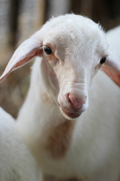 istock Close up baby lamb face in farm, Sheep. 1154962390