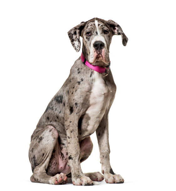 Great Dane sitting against white background Great Dane sitting against white background great dane stock pictures, royalty-free photos & images