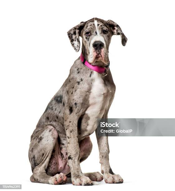 Great Dane Sitting Against White Background Stock Photo - Download Image Now - Great Dane, White Background, Collar