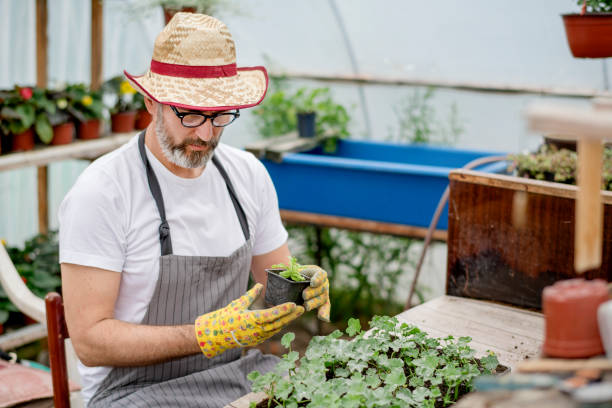 istock Mature  man working in plant nursery 1154962410