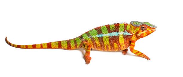 istock Panther chameleon, Furcifer pardalis looking at camera against white background 1154962425