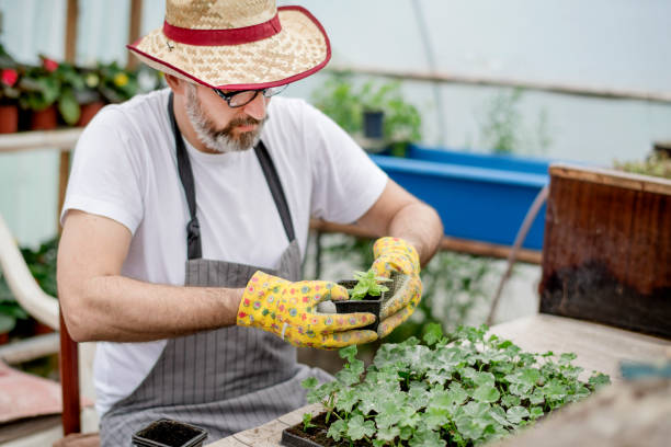istock Mature  man working in plant nursery 1154962583