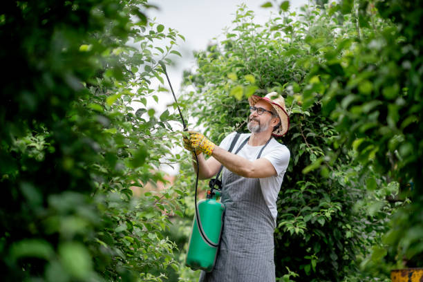 istock Mature gardener watering plants 1154962658
