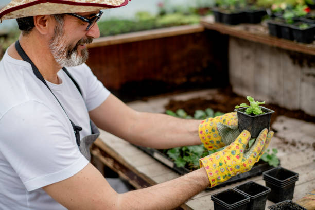 istock Senior gardener planting flowers. 1154962736