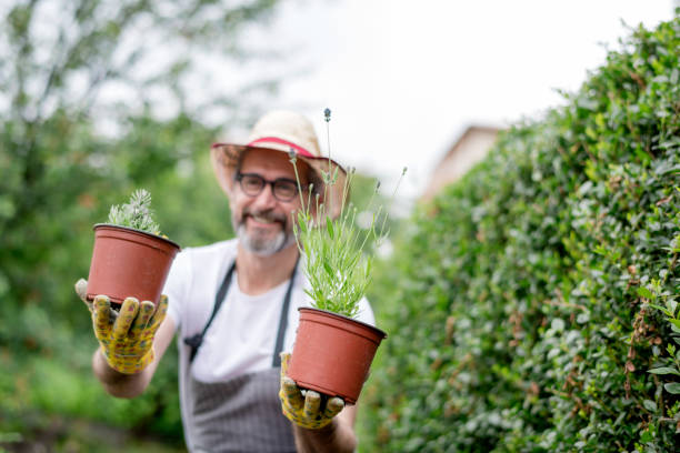 istock Mature  man working in plant nursery 1154963693