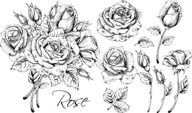 Vector illustration of Luxurious Rose Set