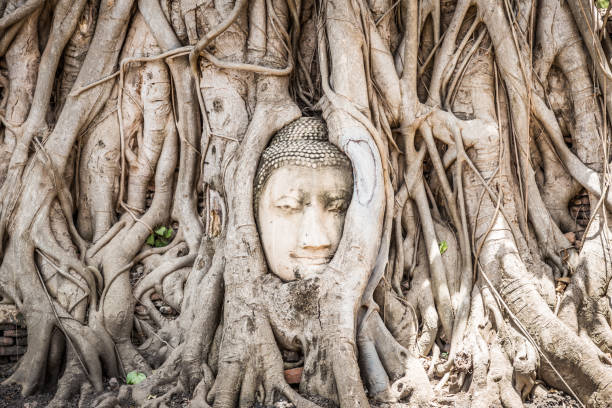 istock Buddha Head statue with trapped in Bodhi Tree roots in Ayutthaya 1154964447