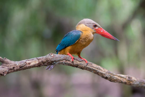 istock (Stork-billed Kingfisher) Beautiful bird perching on the branch. (Stork-billed Kingfisher) Beautiful bird perching 1154965329