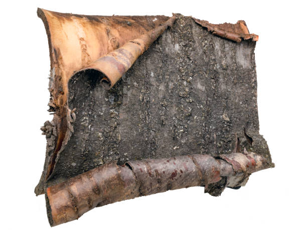 Dead sycamore maple in Magdeburg with symptoms of sooty bark disease caused by the fungus Cryptostroma corticale