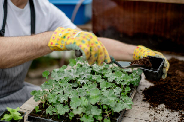 istock Senior gardener planting flowers. 1154965577