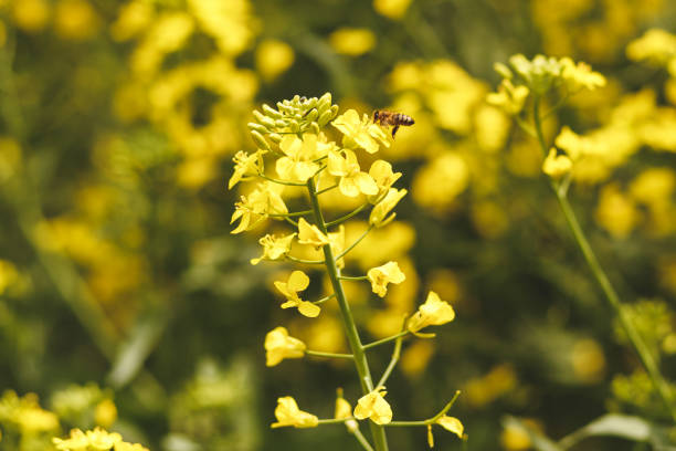 istock bee collecting nectar from a rapeseed flower in a field 1154965789