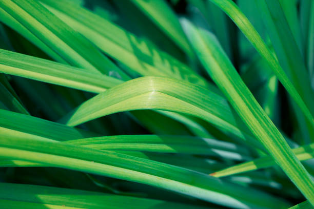 istock leaf, abstract green texture, nature background Green leaves pattern background 1154966126