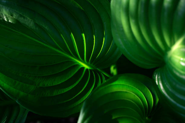 istock leaf, abstract green texture, nature background Green leaves pattern background 1154966202