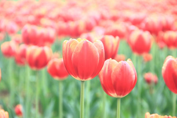istock Tulip flowers in a garden 1154968636