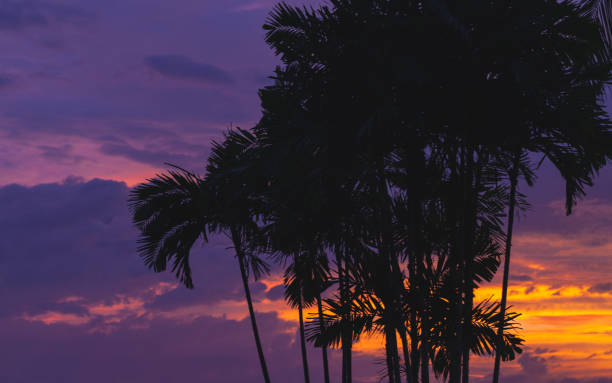 istock Palm trees over purple tropical sky 1154968786