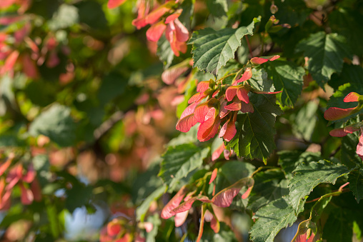Acer tataricum, Tatar maple, Tatarian maple foliage and fruit closeup