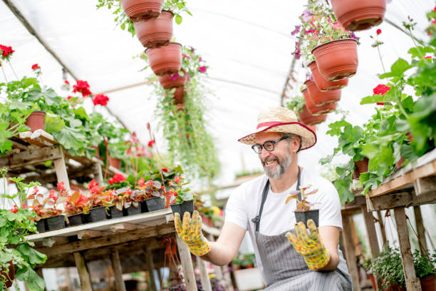 istock Mature  man working in plant nursery 1154969027