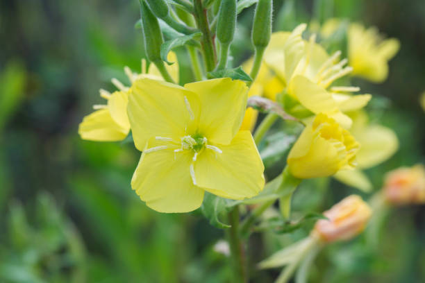 istock evening primrose yellow flowers 1154969048