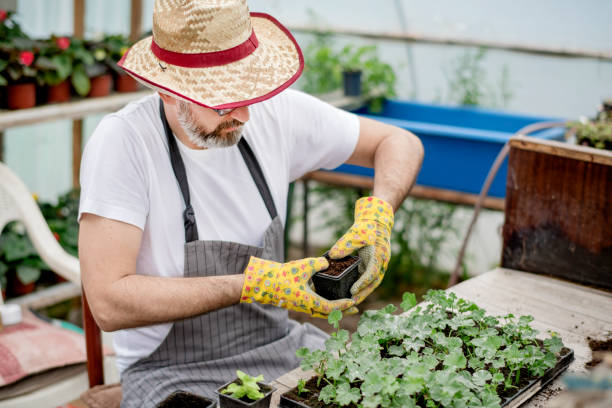 istock Mature gardener planting flowers. 1154969144