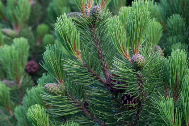 istock pinus mugo, mountain pine cones 1154969208