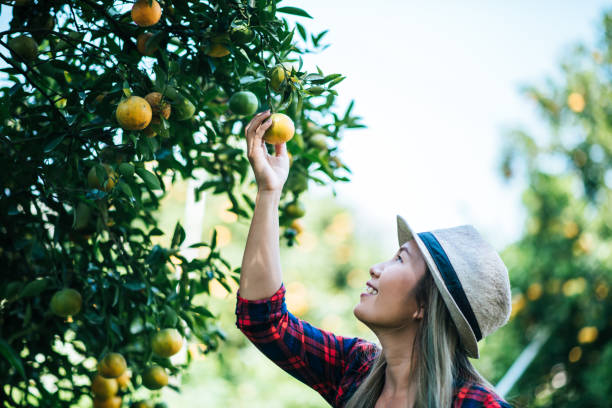 istock woman havesting Orange plantation 1154969250
