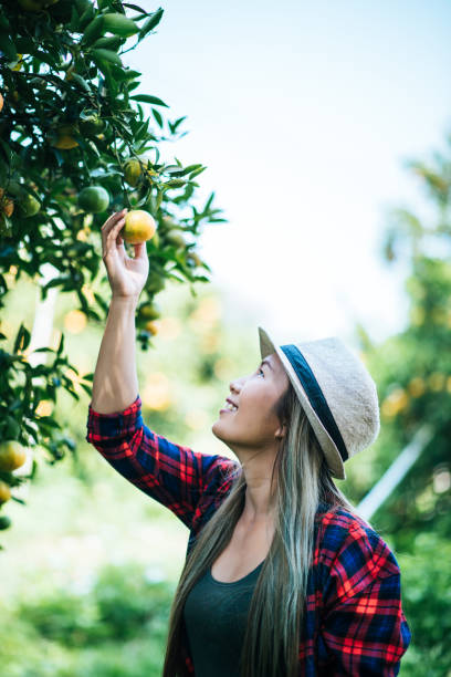 istock woman havesting Orange plantation 1154969267