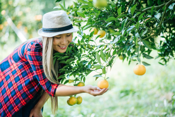 istock woman havesting Orange plantation 1154969291