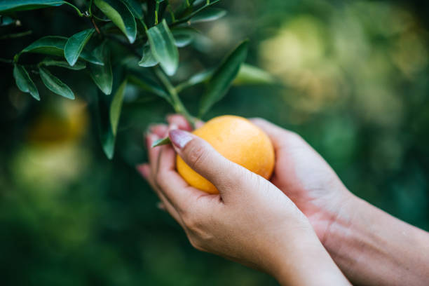 istock Bunch of ripe oranges hanging on a orange tree 1154969321