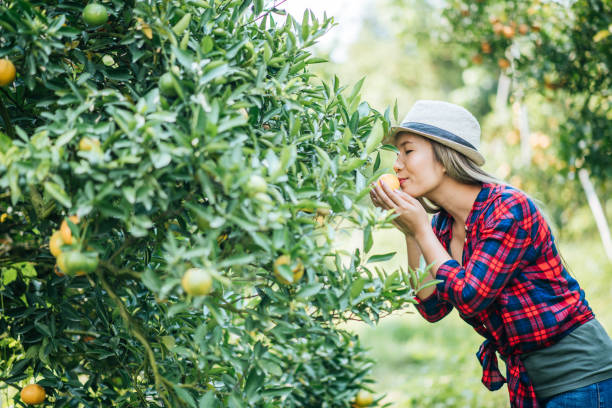 istock woman havesting Orange plantation 1154969899