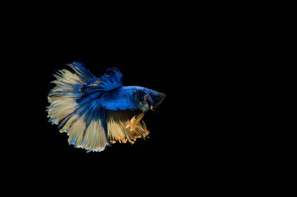 istock Beautiful colorful of siamese betta fish 1154970554