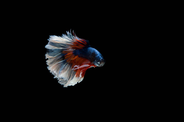 istock Beautiful colorful of siamese betta fish 1154970567
