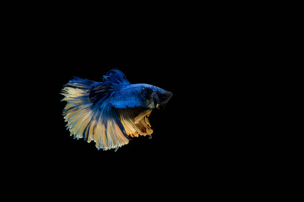 istock Beautiful colorful of siamese betta fish 1154970608