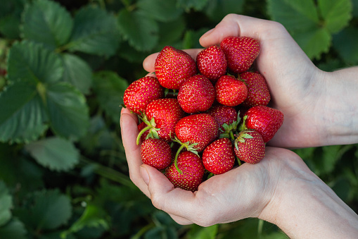 Women's hands hold a handful of fresh strawberries over the field with leaves and unripe berries.