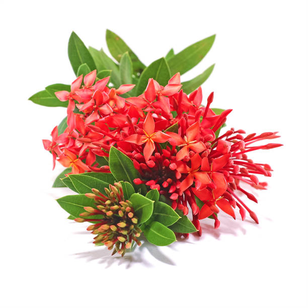 istock Ixora flower isolated on white background 1154972427