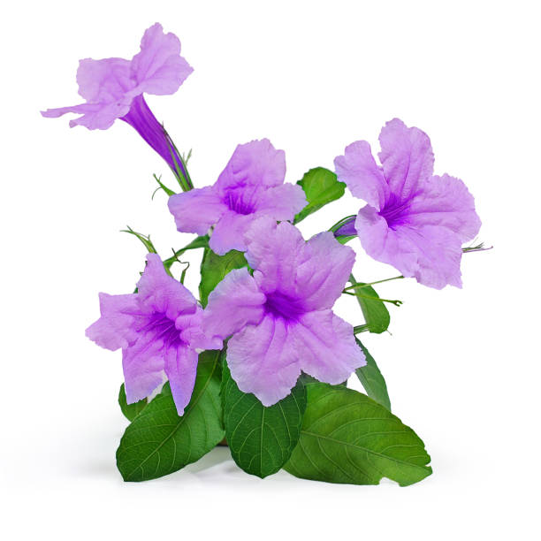 Flor Morada Flor De Petunia Mexicana Aislada Sobre Fondo Blanco Foto de stock y más banco de imágenes de Ruellia azul - iStock Flor Morada Flor De Petunia Mexicana Aislada Sobre Fondo Blanco Foto de stock y más banco de imágenes de Ruellia azul - iStock