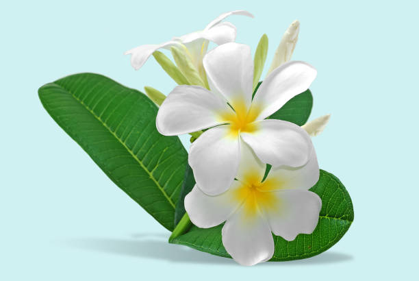 frangipani, plumeria flower isolated on white - frangipannis imagens e fotografias de stock