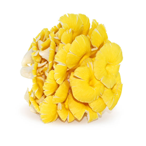 Yellow, Oyster Mushrooms isolated on white background