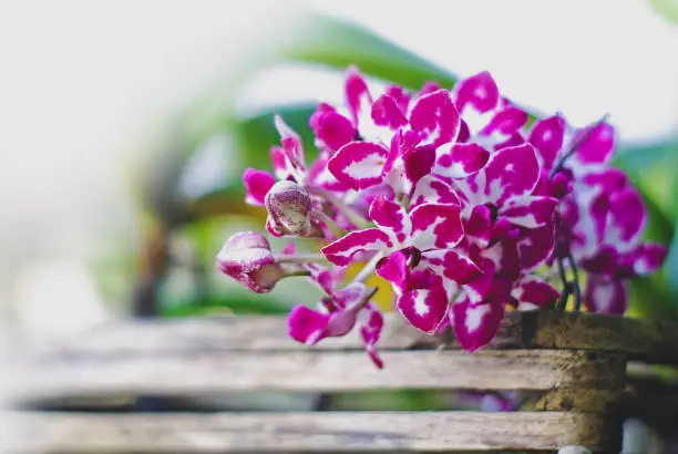 Beautiful flower(orchid flower) isolated for card