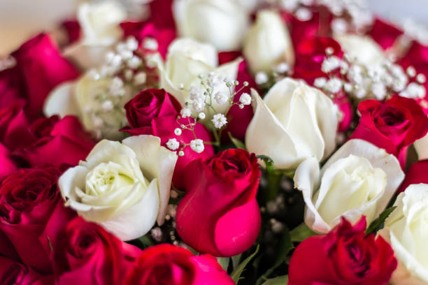 istock beautiful red and white roses 1154974214