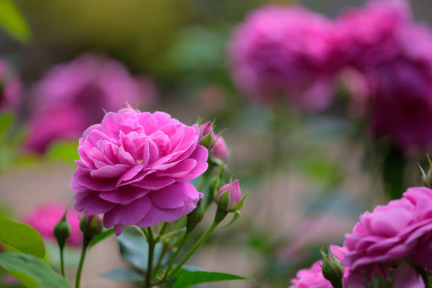 istock pink rose flower garden background 1154975603