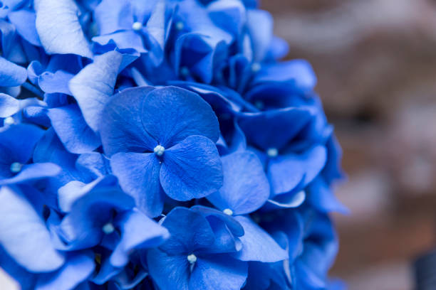 istock blue flower petals, branch with blue hydrangea flowers, 1154977533