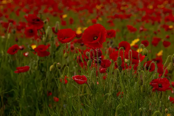 Holywell Bay, Crantock Beach, Polly Joke beach, red poppies, yellow corn marigolds, wildflowers, red, yellow, plantlife, West Pentire Cornwall