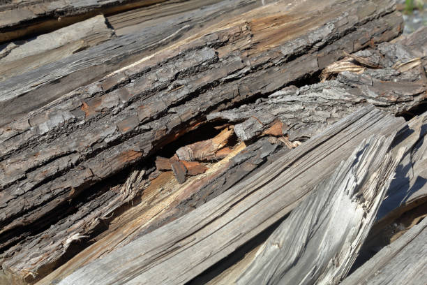 istock Texture of the bark of a tree 1154979139