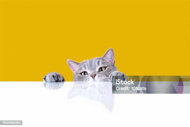 Bigeyed Naughty Obese Cat Looking At The Target British Sort Hair Cat Stock Photo - Download Image Now