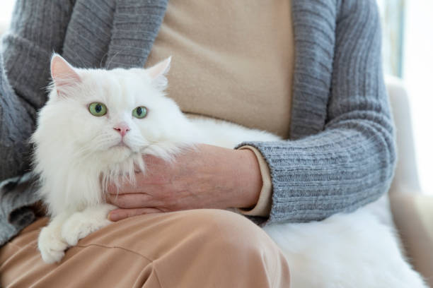 istock Elderly woman stroking cat 1154981731