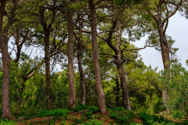 istock Pines in the park in summer close-up. 1154982949