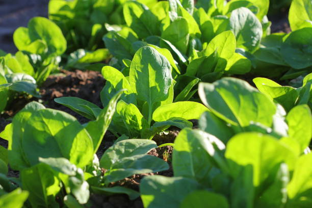 fresh organic leaves of spinach in the garden - espinafres imagens e fotografias de stock
