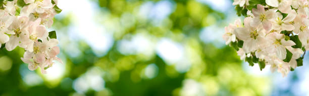 istock image of chestnut tree bloom in the garden 1154983444
