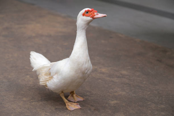 Domestic white goose is walking in the park